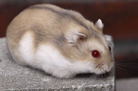 114 Best Hamsters Images On Pinterest