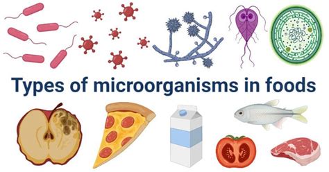 food spoilage types of microorganisms in foods with examples food spoilage microorganisms in