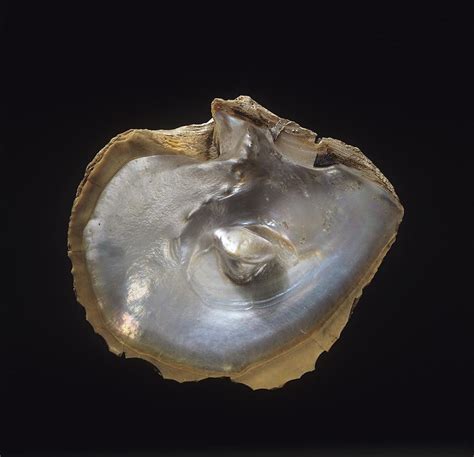 Oyster Shell With Pearl Photograph By Science Photo Library Pixels