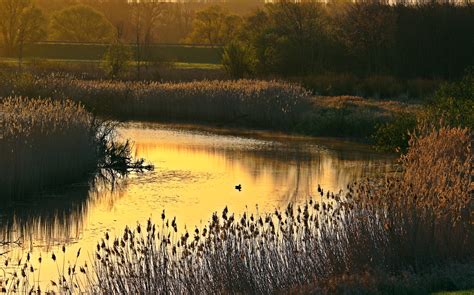 Free Images Landscape Tree Water Marsh Swamp Sky Sunrise Field