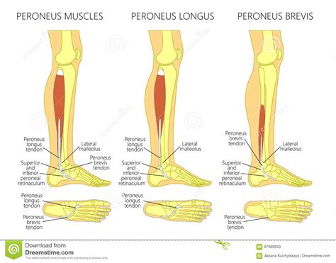 Heel And Ankle Pain The Fibularis Muscles West Suburban Pain Relief