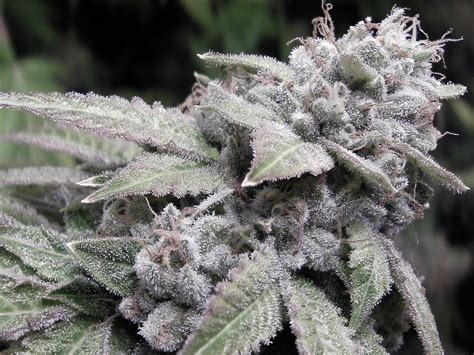 The History Of Gorilla Glue Seedsman Blog