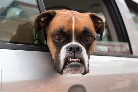 Boxer Dog With Angry Funny Face Stocksy United