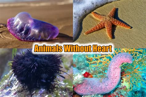 Which Animals Dont Have Hearts 10 Animals Without Heart 2023