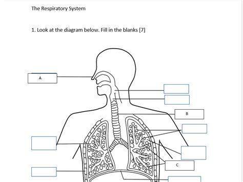 Respiratory System Unlabeled