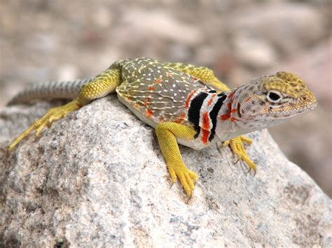 Alam Mengembang Jadi Guru Beauty Of Colourfull Lizards