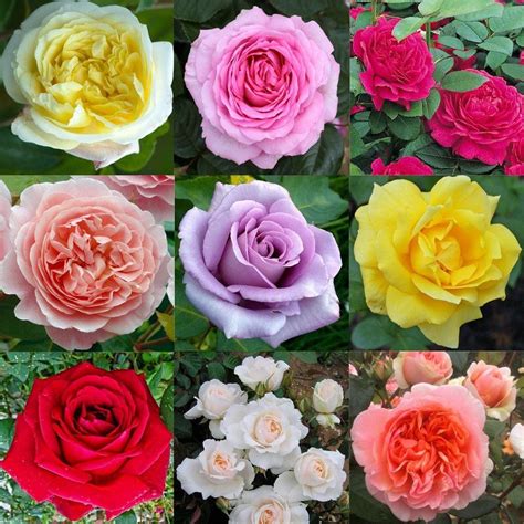 Luxury Garden Roses Premier Collection Pack Of Twelve Different
