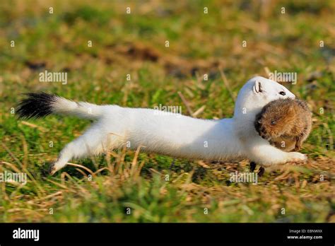 Ermine Stoat Short Tailed Weasel Mustela Erminea Running With