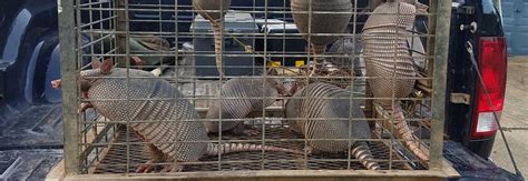 Armadillo Removal And Control How To Get Rid Of Armadillos