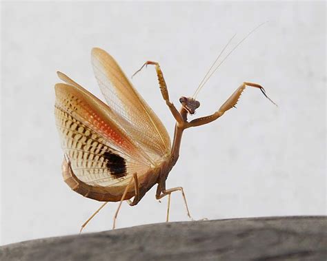 TrekNature | Praying Mantis Photo | Insects, Praying mantis, Lily tattoo
