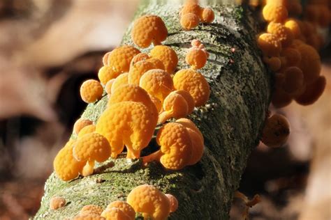 Orange Pore Fungus Favolaschia Calocera Brian Nz Flickr