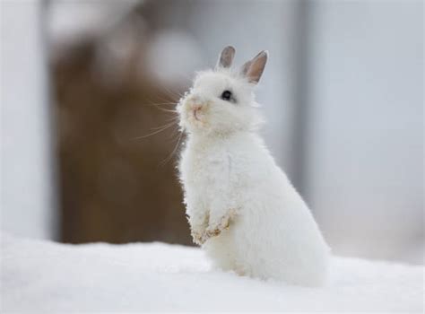 Winter Rabbit Stock Photos Pictures And Royalty Free Images Istock