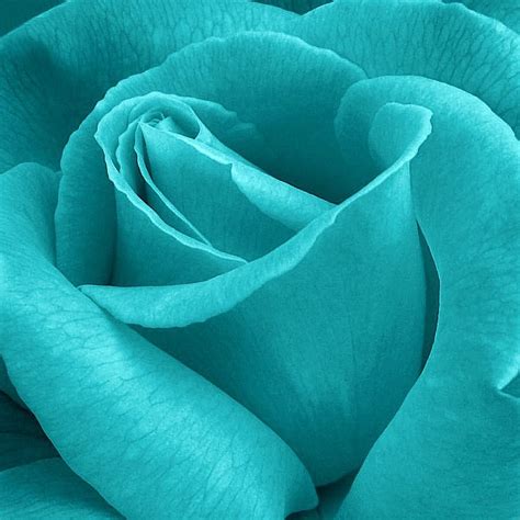 Turquoise Quenalbertini Turquoise Rose Close Up