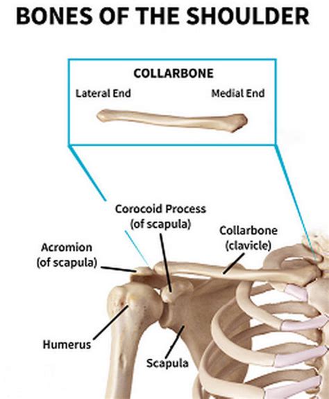 Collarbone Pain Clavicle Pain Causes And Treatment