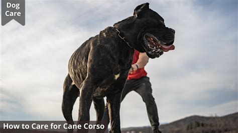 How To Care For Cane Corso Tips For Taking Care Of Cane Corso Puppies