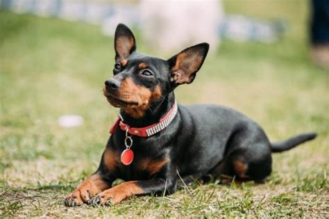 The Worlds Tiniest Dog Breeds Readers Digest
