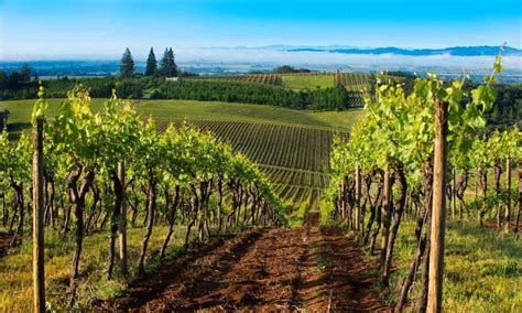Willamette Valley Vineyards Extravaganza | Oregon Coast Tours ...