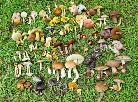 97 Best Images About Oregon Edible Wild Mushrooms On Pinterest
