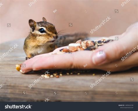 Chipmunk Eating Almonds Nuts Cute Little Stock Photo 1405024109