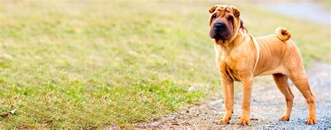 Struggling over what to name the adorable female puppy you just got? Chinese Shar-Pei Dog Names | Popular Male and Female Names ...