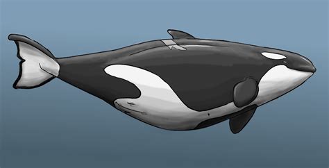 The Big Imageboard Tbib Anatomically Correct Cetacean Dolorcin