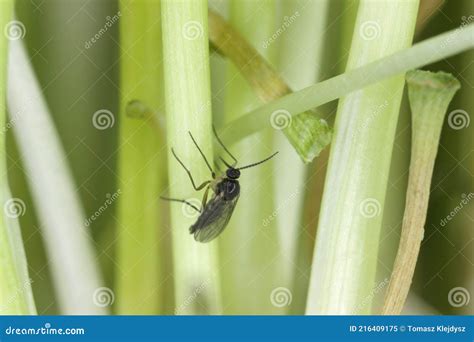 Adult Of Dark Winged Fungus Gnat Sciaridae On The Soil These Are