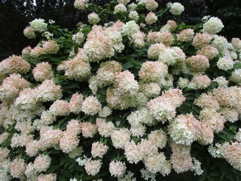 Buy Affordable Pee Gee Hydrangea Bush Hydrangea Paniculata