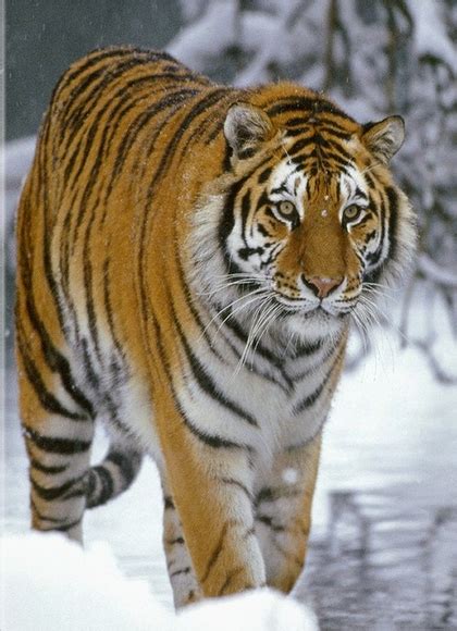 Arctic Tiger Novum Terram Wiki Fandom