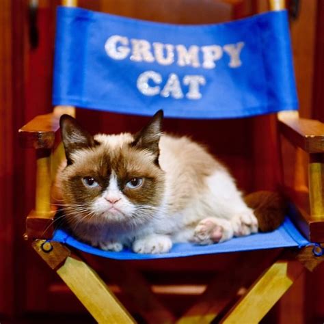 Grumpy Cat Has Died Popsugar Celebrity Uk