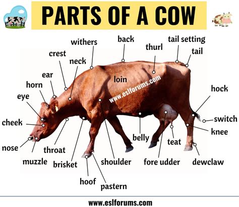 Cow Anatomy Different Parts Of A Cow With Esl Picture Esl Forums