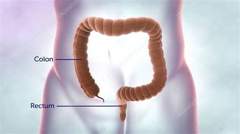 El Intestino Grueso Es La Parte Final Del Tracto Gastrointestinal Y El