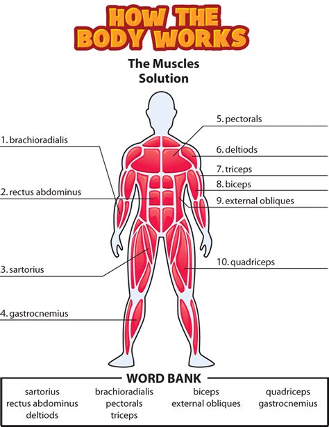Human Muscles Diagram Labeled Labeled Anatomy Chart Of Neck And