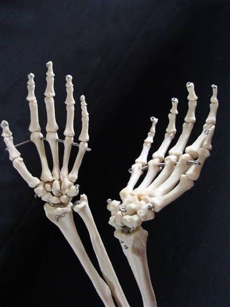 Skeleton Arm Human Body Skeleton Arms Hands Wrist Bones Medical