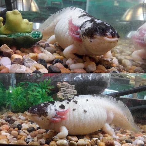 If Youve Never Seen An Obese Axolotl Before Youre Missing Out This Is