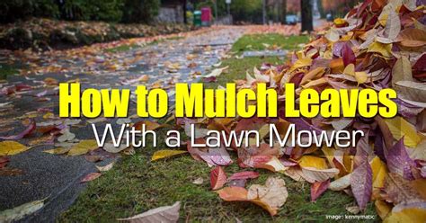 The researchers are also investigating the use of oak mulch in groves. How to Mulch Leaves With a Lawn Mower