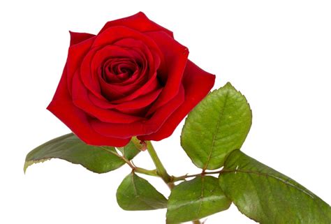 Rose Red · Free Photo On Pixabay