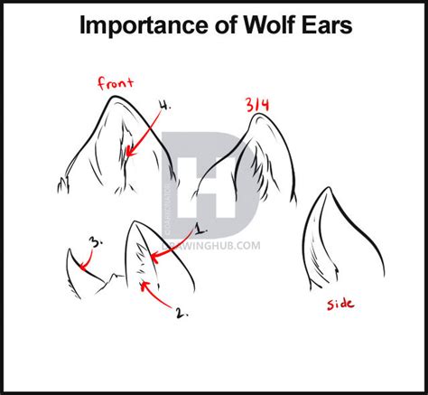 Wolf Ears Sketch At Explore Collection Of Wolf