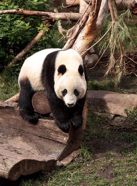 Giant Panda Bear Ailuropoda Melanoleuca Stock Photo Image Of