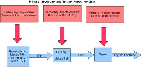 Secondary Hypothyroidism From The Hypothalmus Tertiary Hypothyroidism