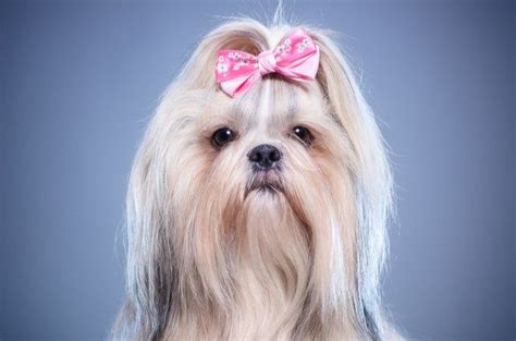 Best Dog Hair Bows Best Small Dog Breeds Dog Hair Bows Best Small Dogs