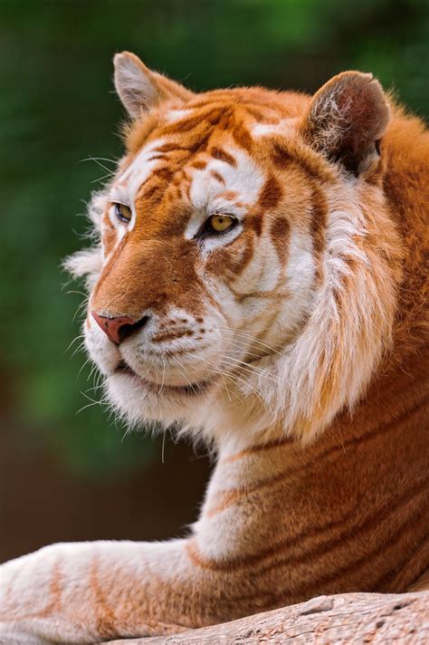 Profile Of The Golden Tiger A Photo On Flickriver