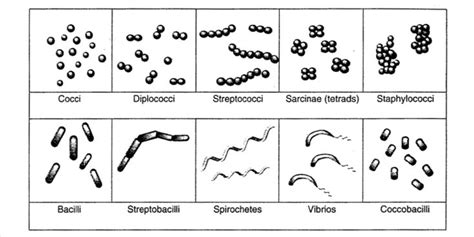 Bacterial Shapes And Arrangements Bacterial Anatomy Anatomy