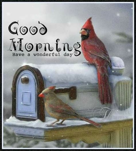 Good Morning Cardinals Cardinal Birds Red Birds Winter Cardinal