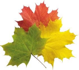 Autumn leaves PNG images, free PNG yellow leaves pictures | Leaves, Autumn leaves, Autumn scenes
