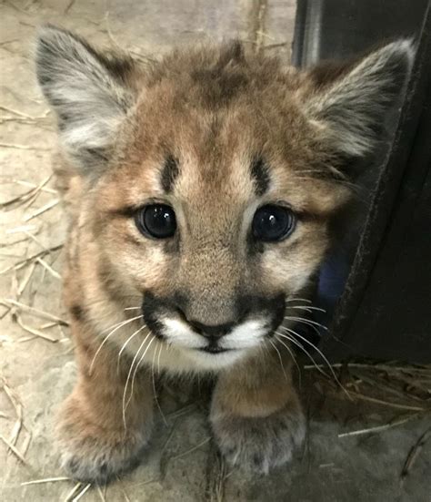 Orphaned Mountain Lion Cubs Arrive At Cheyenne Mountain Zoo Baby