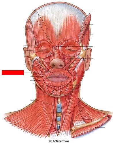 Head And Neck Muscles Flashcards Quizlet