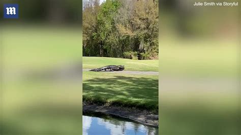 Massive 20 Foot Long Alligator Caught Eating Smaller Rival
