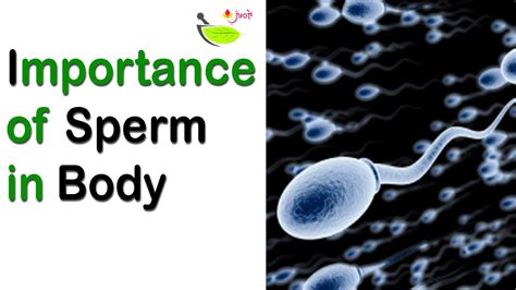 Importance Of Sperm How Sperm Work In Human Body Amazing Fact About Sperm Secret About
