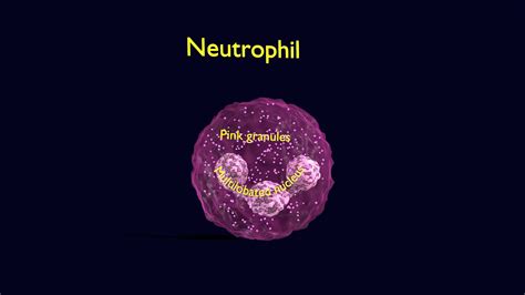 Neutrophil Animated Detail Granules White Blood Buy Royalty Free 3d