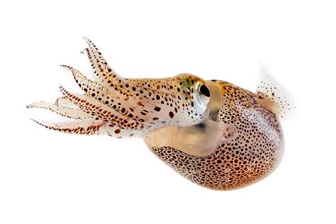 Hawaiian Bobtail Squid Smithsonian Photo Contest Smithsonian Magazine